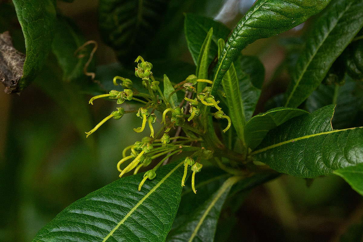 Dodonaea viscosa subsp. angustifolia