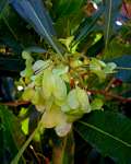Dodonaea viscosa subsp. angustifolia