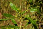 Dodonaea viscosa subsp. angustifolia