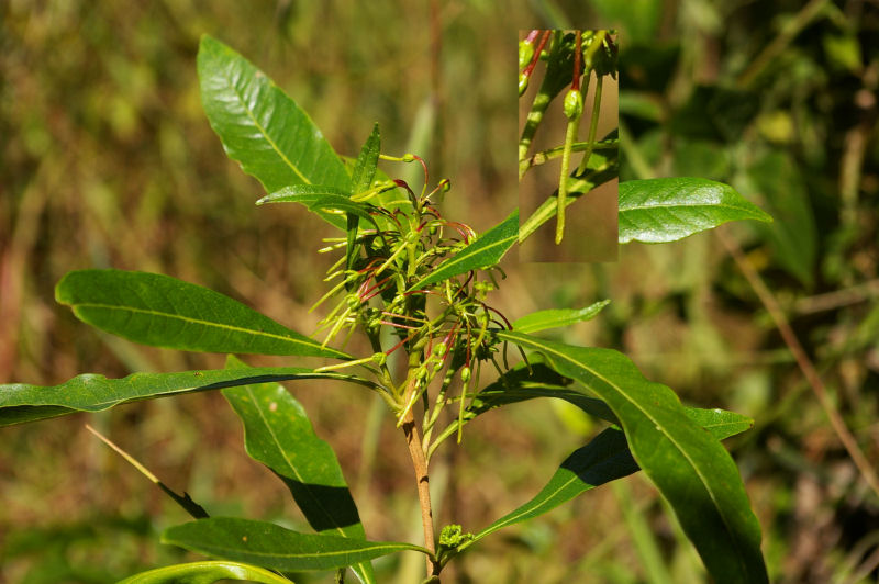 Dodonaea viscosa subsp. angustifolia