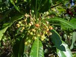 Dodonaea viscosa subsp. angustifolia