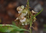 Dodonaea viscosa subsp. angustifolia