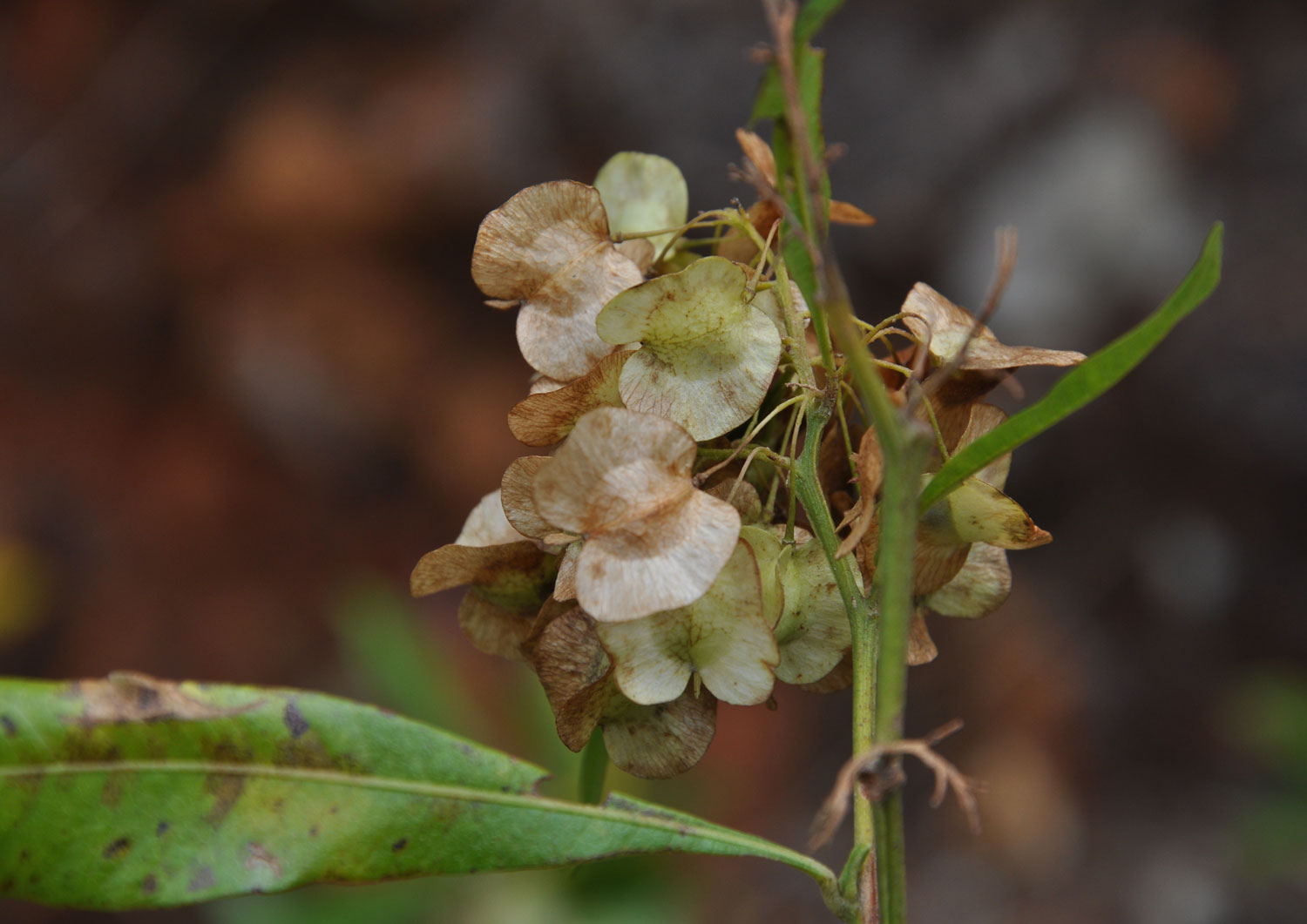 Dodonaea viscosa subsp. angustifolia