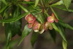 Dodonaea viscosa subsp. angustifolia