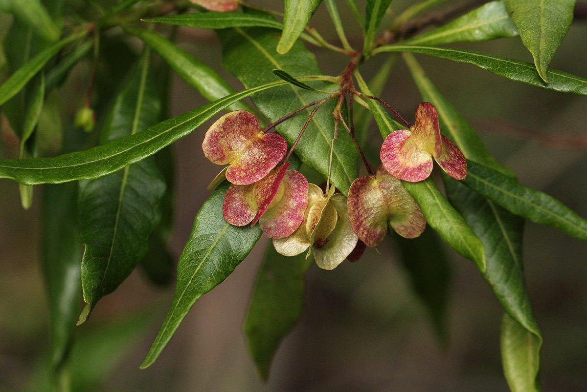 Dodonaea viscosa subsp. angustifolia