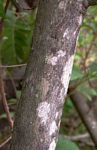 Zanha africana