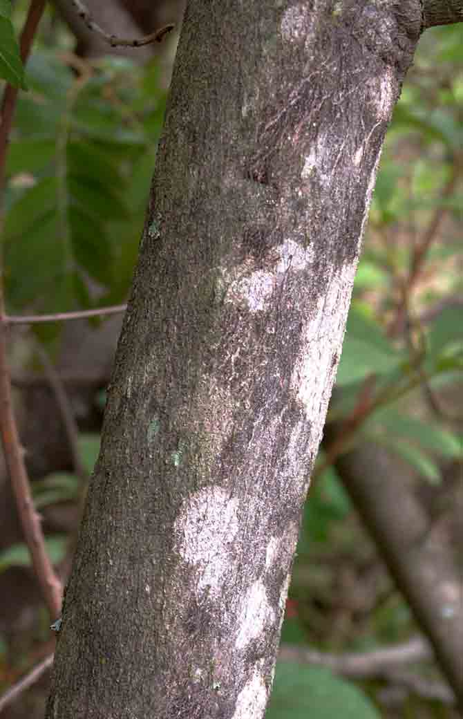 Zanha africana