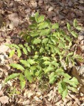 Zanha africana