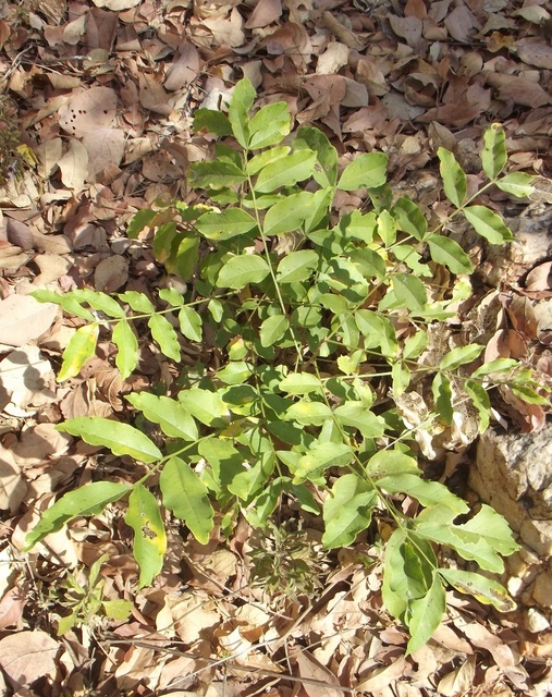 Zanha africana