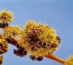 Zanha africana