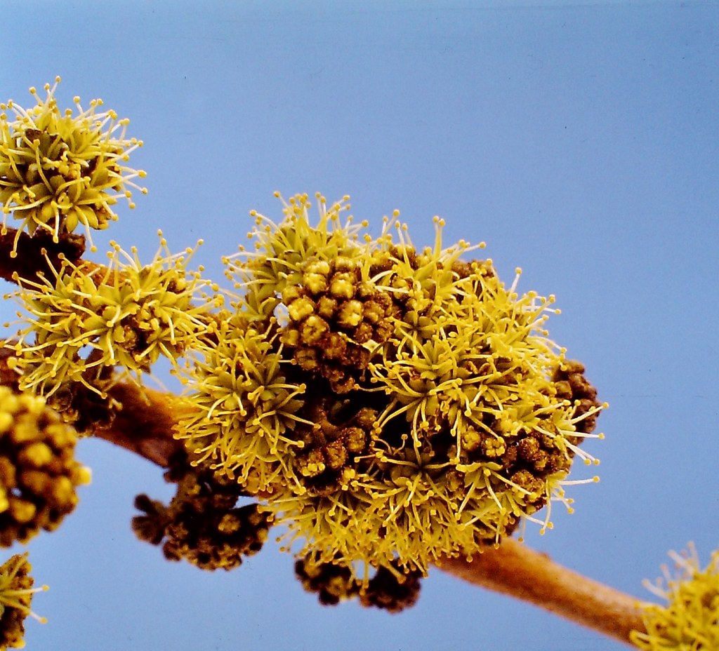 Zanha africana