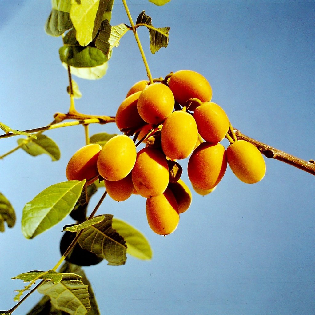 Zanha africana