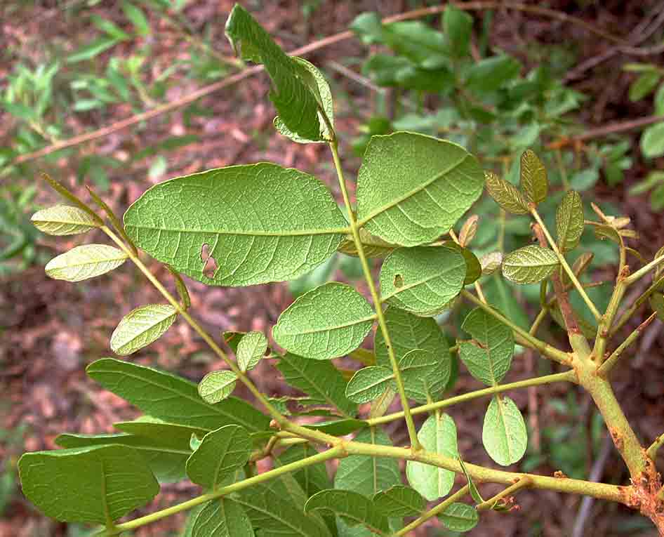 Zanha africana