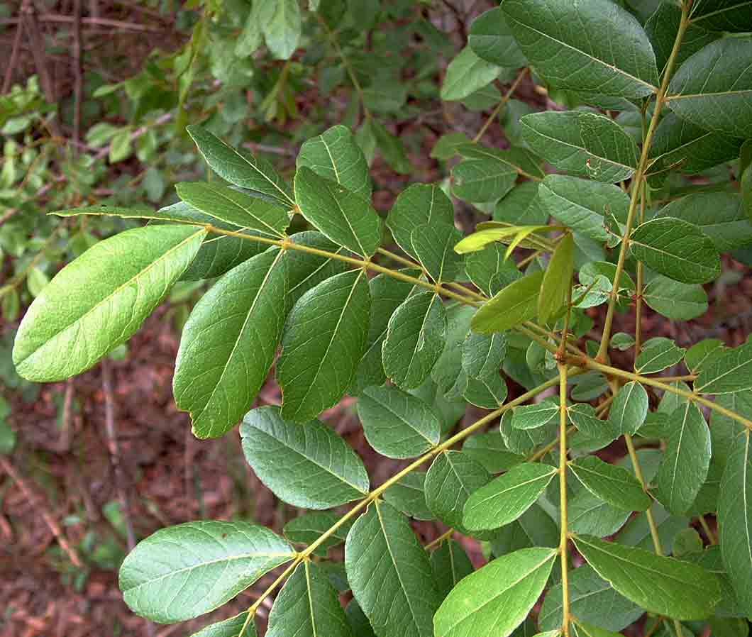 Zanha africana