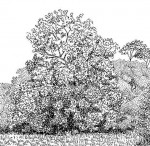 Zanha africana