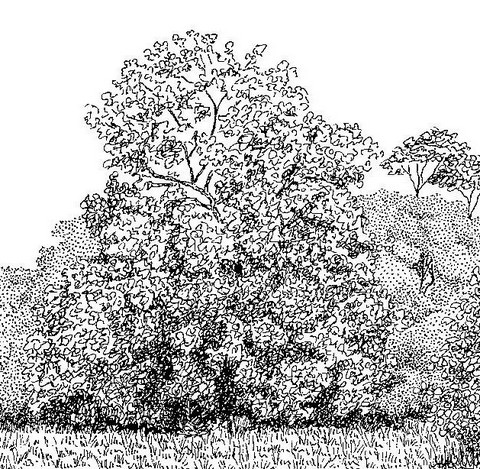 Zanha africana