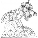 Zanha africana