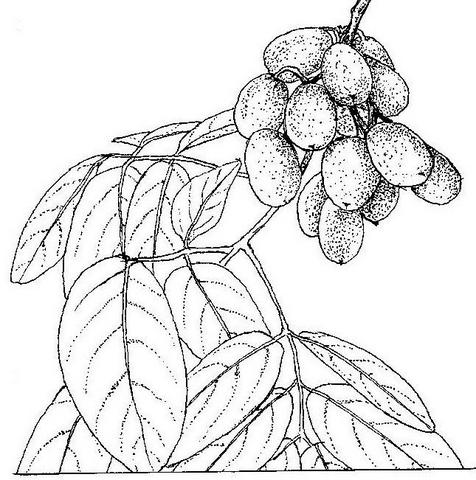 Zanha africana