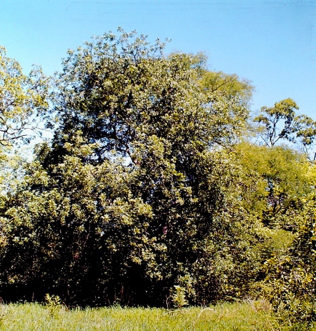 Zanha africana