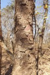 Zanha africana