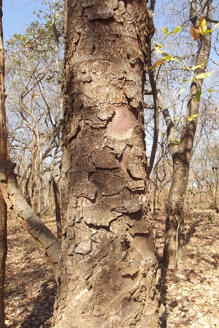 Zanha africana