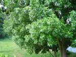 Filicium decipiens