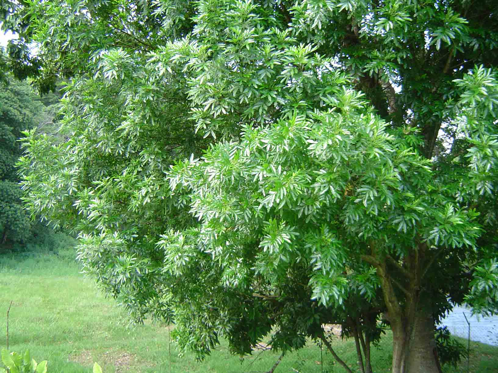 Filicium decipiens