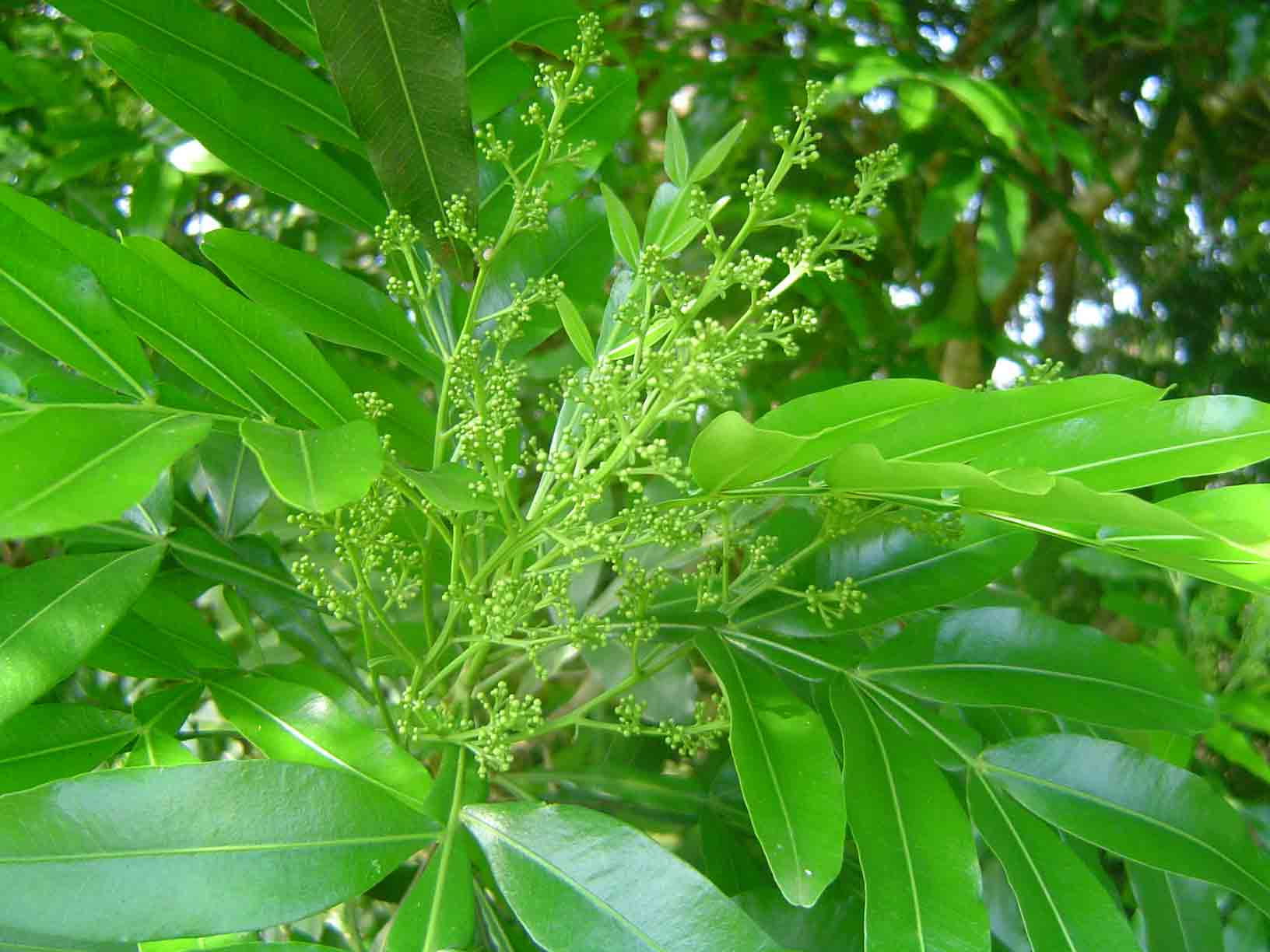 Filicium decipiens
