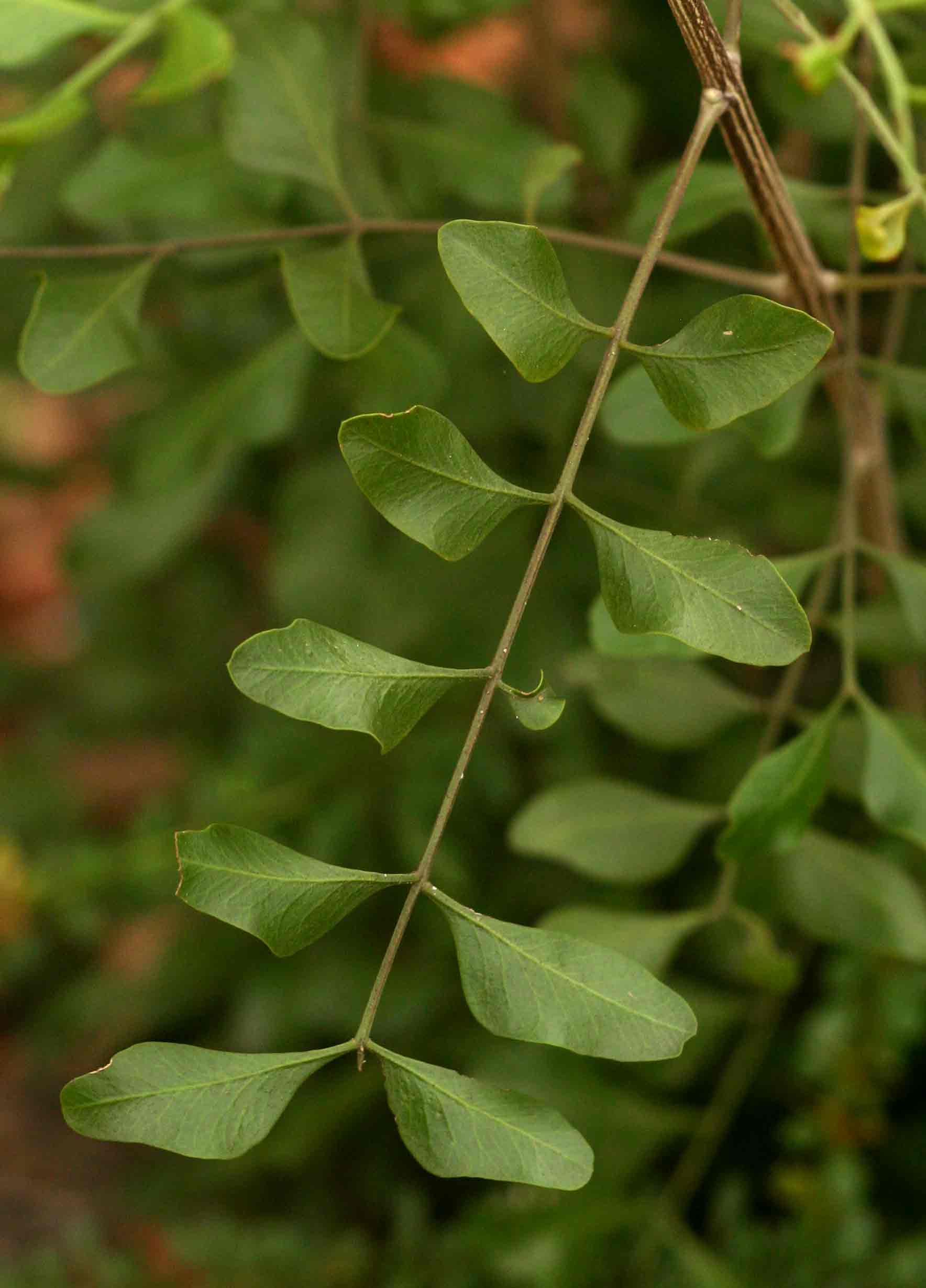 Ptaeroxylon obliquum