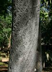 Ptaeroxylon obliquum