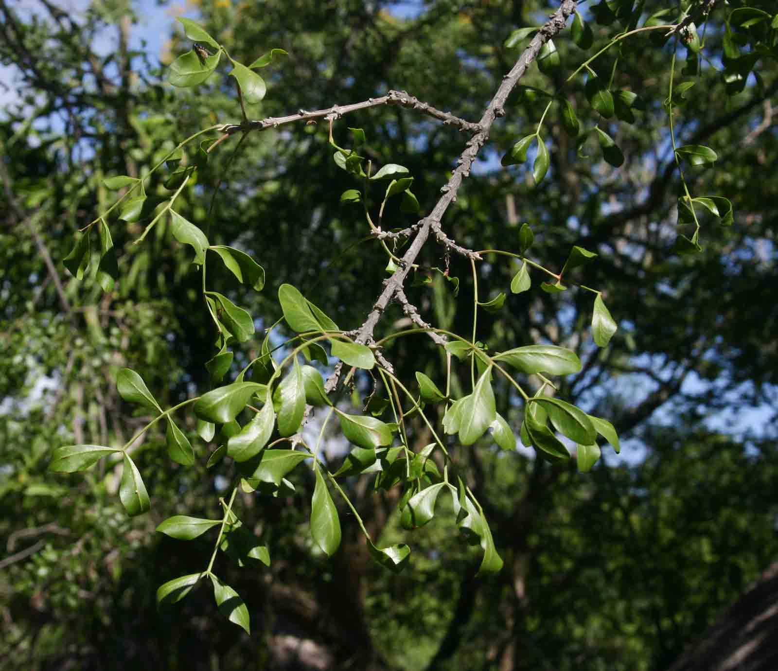 Ptaeroxylon obliquum