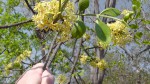 Ptaeroxylon obliquum