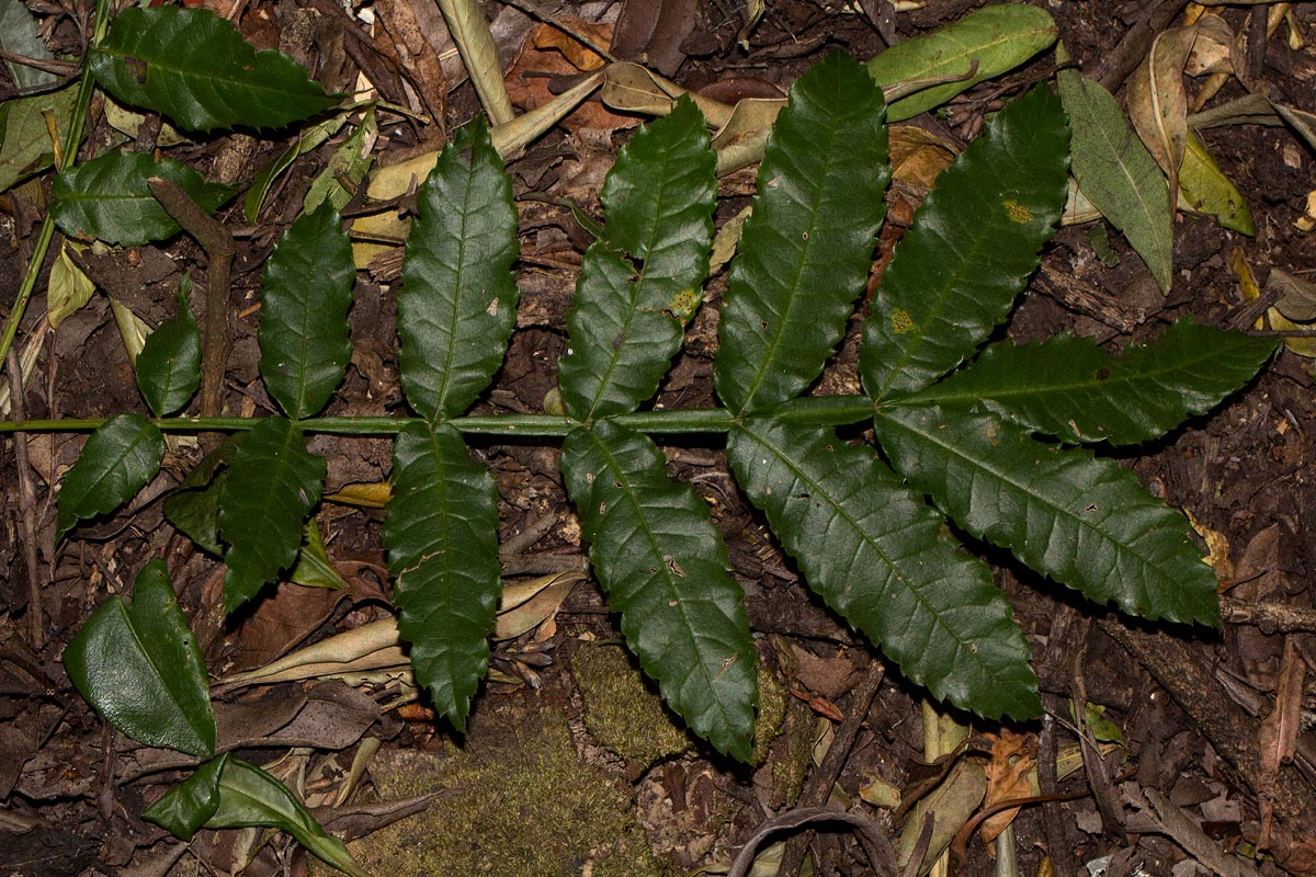 Bersama abyssinica subsp. engleriana