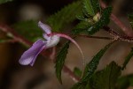 Impatiens cecilii subsp. cecilii