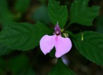 Impatiens cecilii subsp. cecilii