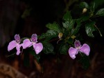Impatiens cecilii subsp. cecilii