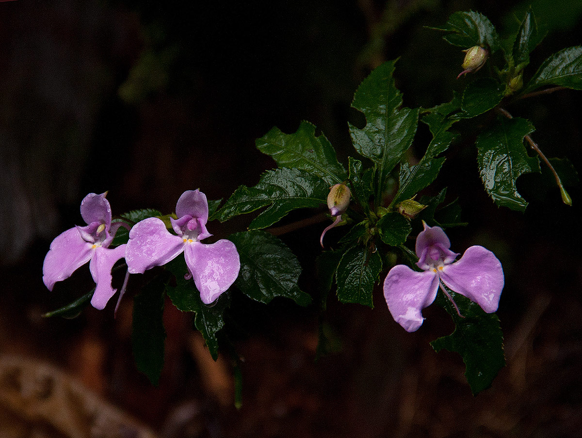 Impatiens cecilii subsp. cecilii