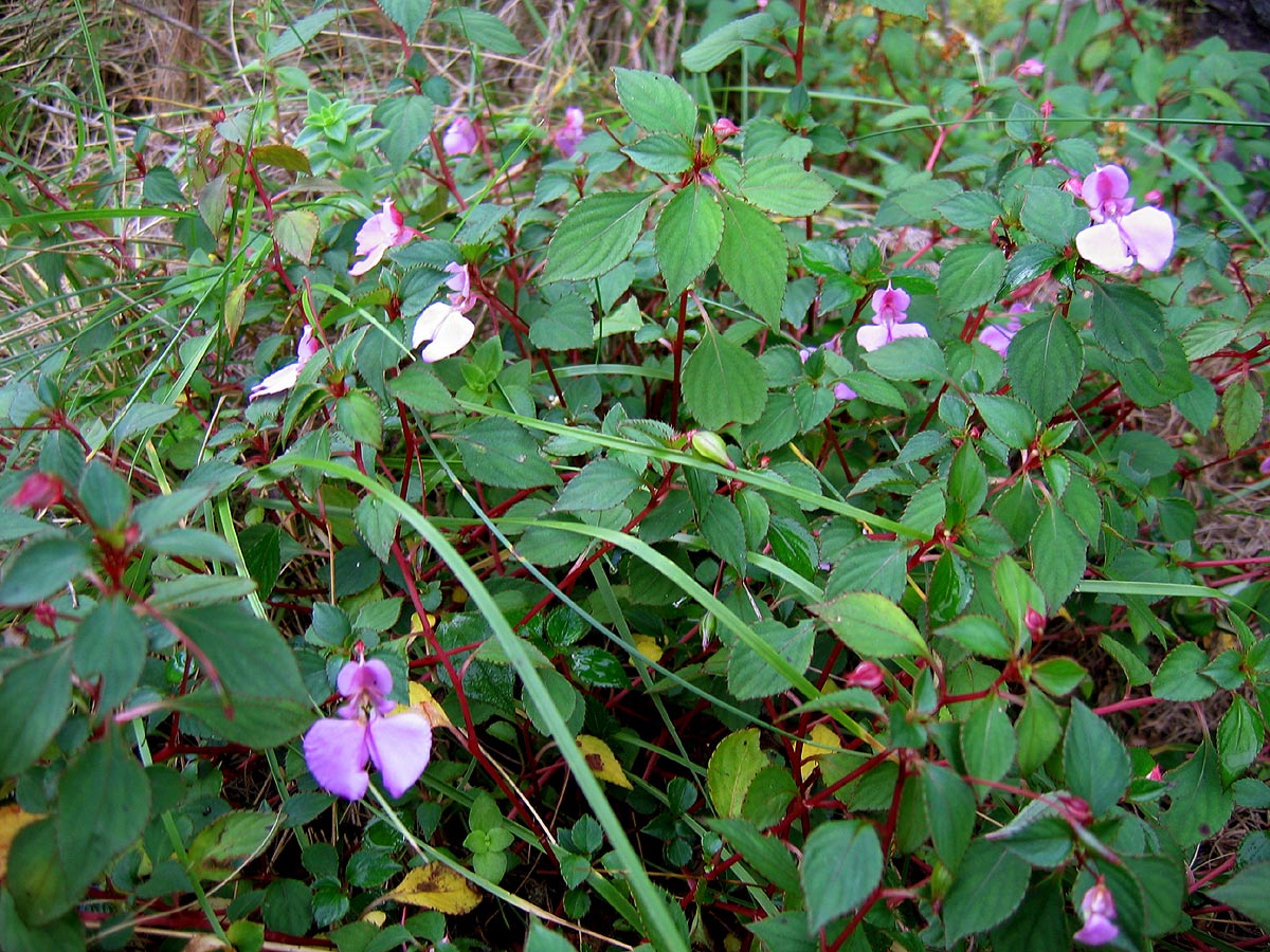 Impatiens cecilii subsp. cecilii