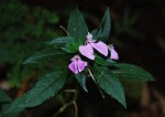 Impatiens cecilii subsp. cecilii
