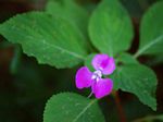Impatiens psychadelphoides