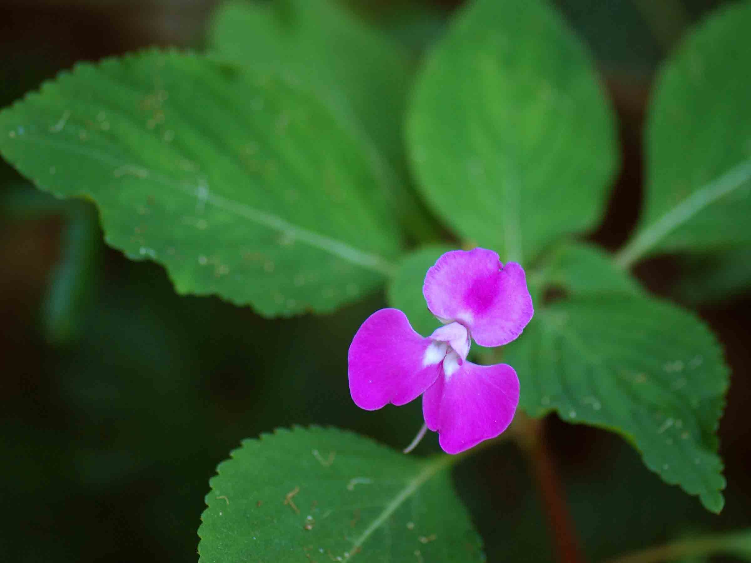 Impatiens psychadelphoides