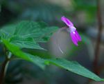Impatiens psychadelphoides