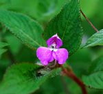 Impatiens psychadelphoides