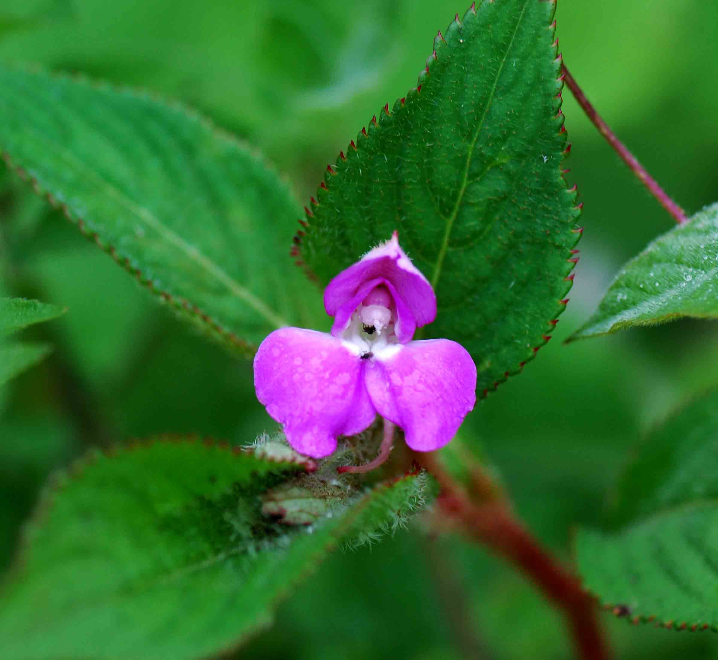 Impatiens psychadelphoides