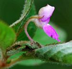 Impatiens psychadelphoides