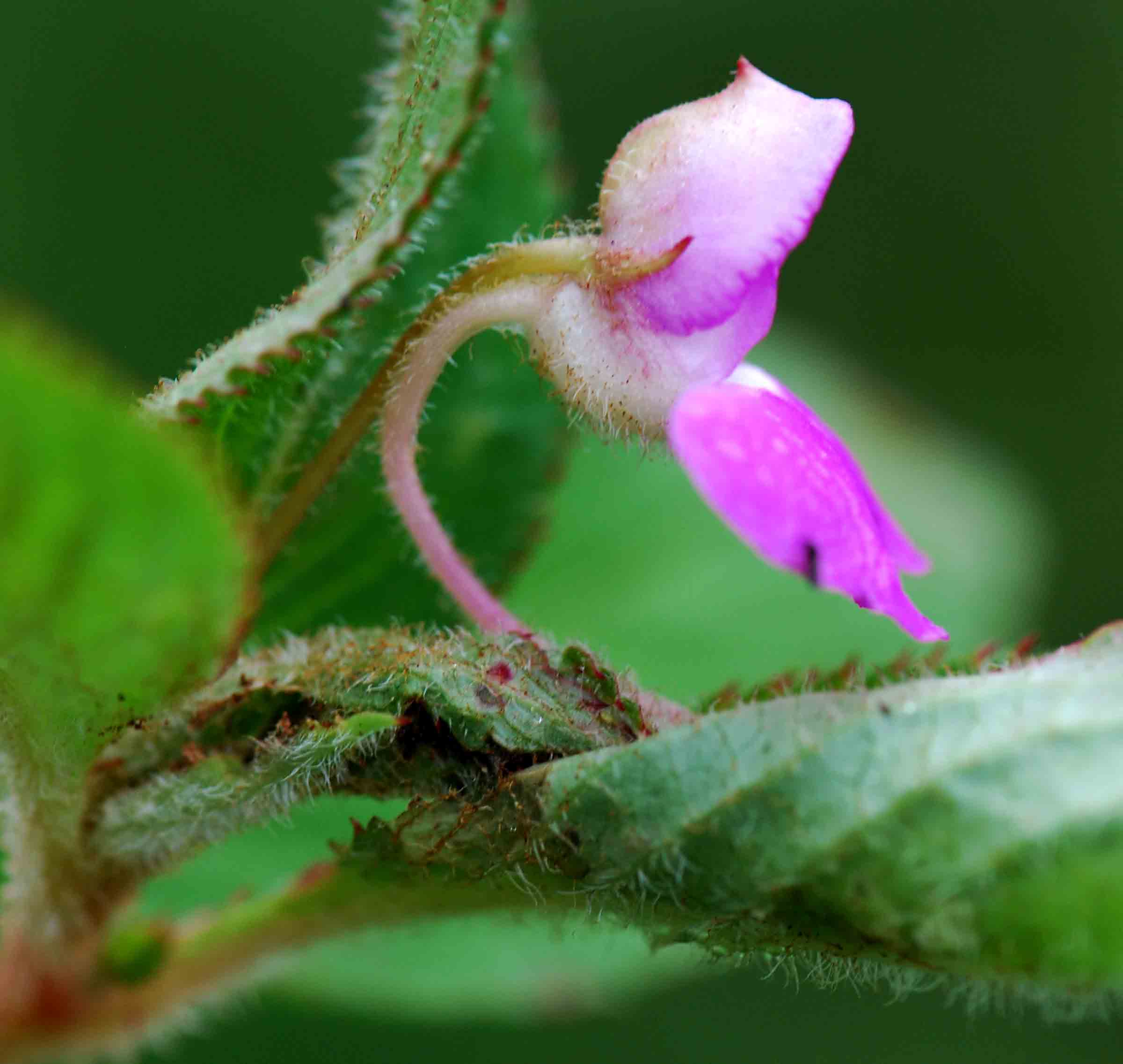 Impatiens psychadelphoides