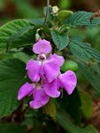 Impatiens psychadelphoides