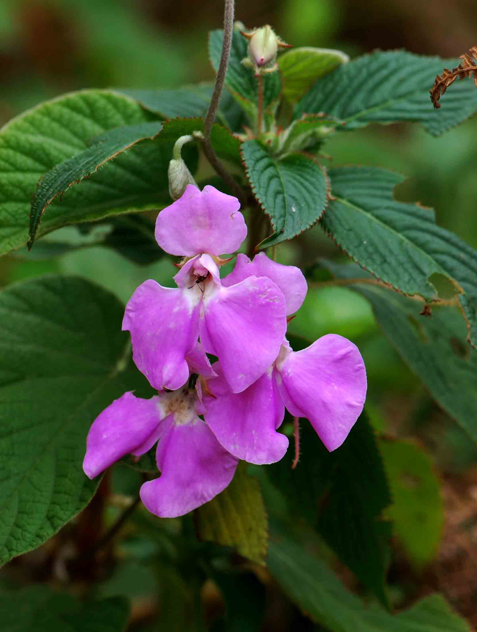 Impatiens psychadelphoides