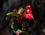 Impatiens salpinx