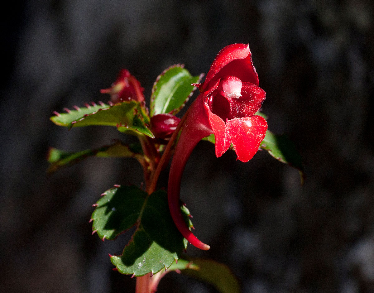 Impatiens salpinx